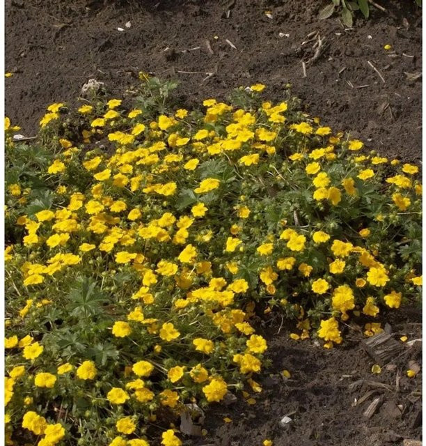 Fingerkraut Goldklumpen Potentilla aurea gelbe Staude als Bodendecker für Steingarten und Naturgarten von Nr-01.de - Bild 1
