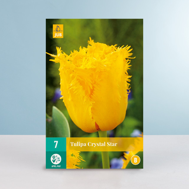 BLUME2000 Gefranste Tulpe Crystal Star mit 7 Zwiebeln für dein Frühlingsbeet - Bild 1