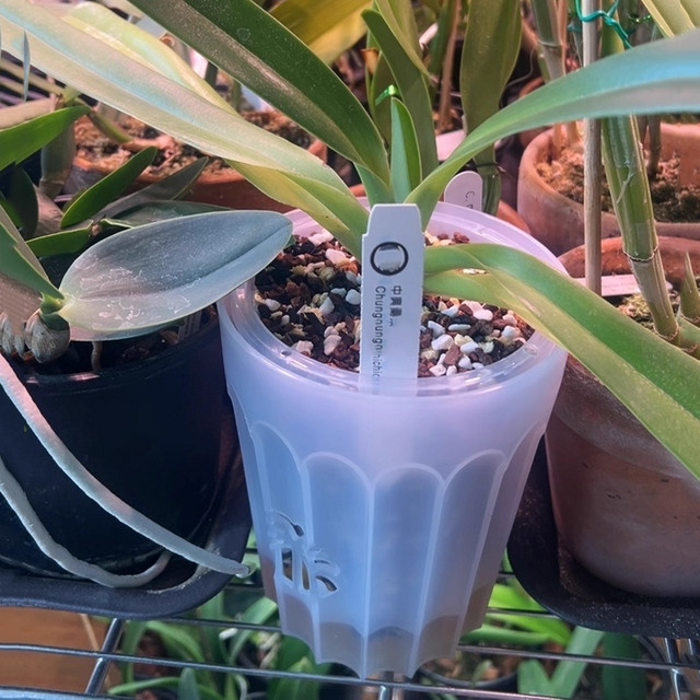 Selbstbewässernde Orchideentöpfe aus transparentem Kunststoff für Zimmerpflanzen, B/T/H: 13,0 x 16,5 x 13,0 cm - Bild 1