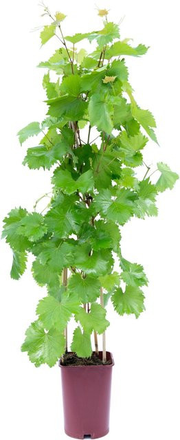 GROW by OBI Vitis vinifera Kletterpflanze im Topf, Höhe: 80 cm - Bild 1