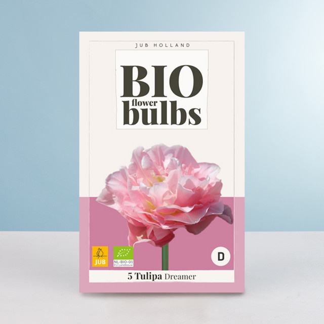 BIO Pfingsttulpe Dreamer mit 5 Zwiebeln von BLUME2000 - Bild 1