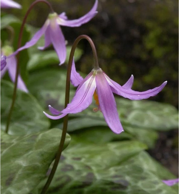 Hundszahn Lilie Erythronium dens-canis als mehrjährige Pflanze von Nr-01.de - Bild 1