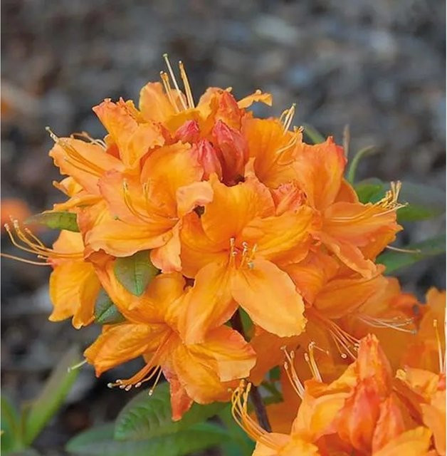 Azalee Rumba Rhododendron als Zierstrauch für den Garten, Höhe: 30-40 cm - Bild 1
