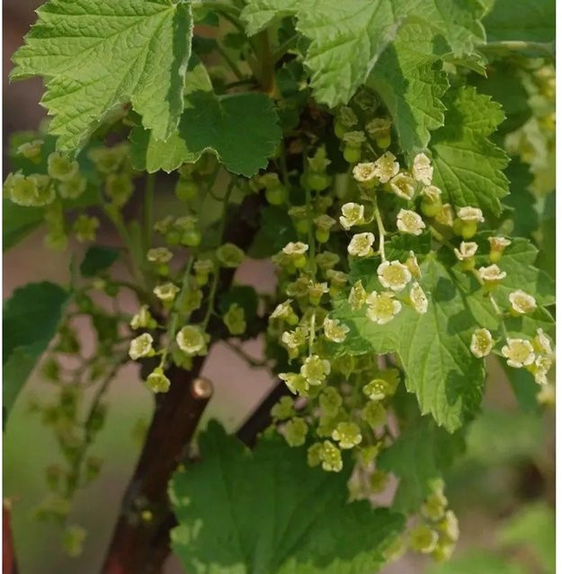 Weiße Johannisbeere Witte Parel Ribes rubrum als Ziergehölz und Bienenweide von Die Nr-01.de - Bild 1
