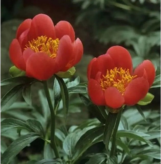 Delavayi Strauchpfingstrose Paeonia delavayi im Topf - Bild 1