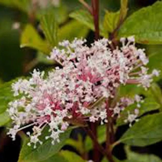 Arborix Säckelblume Marie Simon Ceanothus pallidus mit rosa Blüten, 40 bis 50 cm Höhe - Bild 1