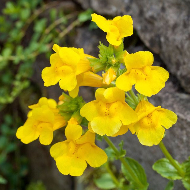 Nemesia Elfenspiegel, gelbe Sommerpflanze für Balkon und Beet - Bild 1