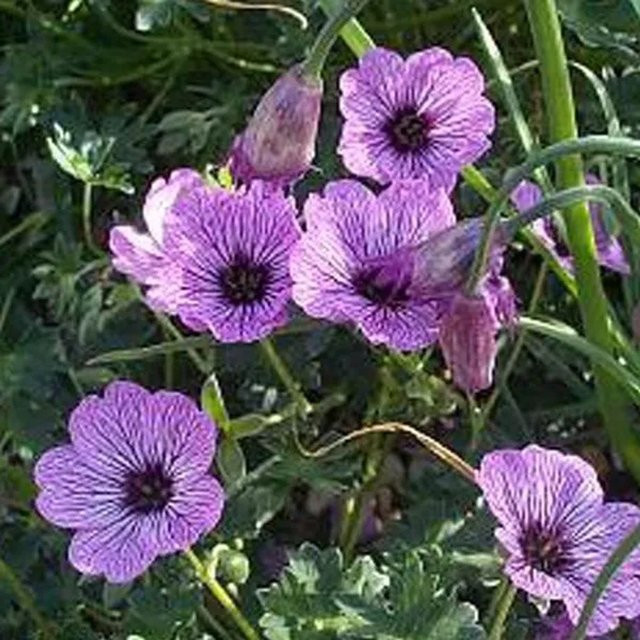 6er Set Arborix Storchschnabel Ballerina Geranium cinereum in 9cm Töpfen, aschgrau, immergrüne Bodendecker für Garten und Haus - Bild 1