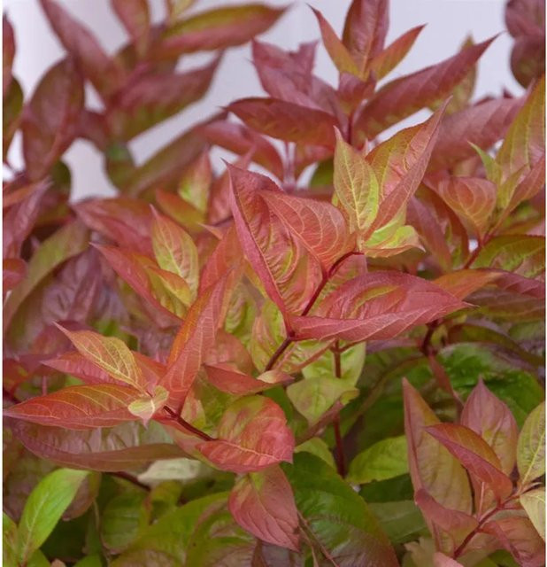 Hochstamm Weigelie Wings of Fire Weigela florida Ziergehölz in Pink, Orange und Rot, Höhe: 80-100 cm - Bild 1