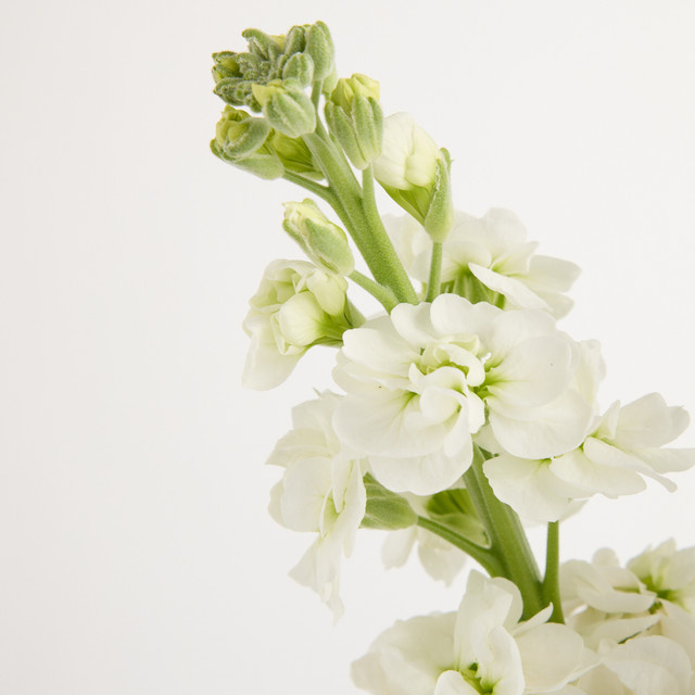 Blume2000 Weiße Matthiola Single Stem - Bild 1