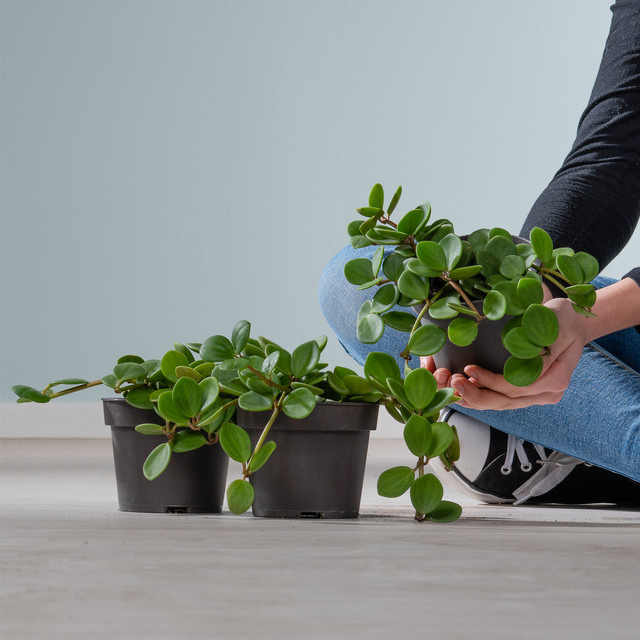 3er Set Peperomia Hope Hängepflanze von BLUME2000 in Grün - Bild 1