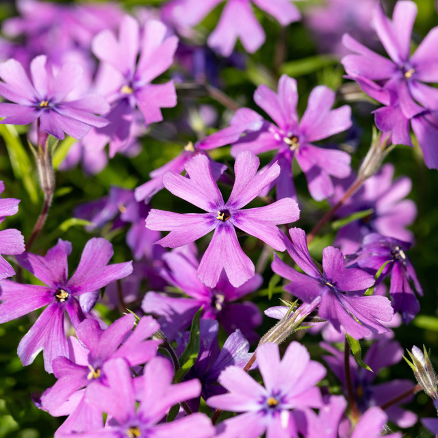 BIO Polsterphlox Purple Beauty Phlox subulata Bodendecker für Garten und Steingarten, 3 Stück - Bild 1