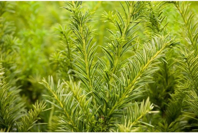 Taxus baccata Semperaurea Eibenstrauch als Heckenpflanze in Gelb und Grün, Höhe: 40 cm - Bild 1