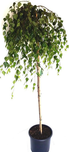 Pflanzen-Boering Betula Pendula Youngii Hänge-Birke im Topf, Farbe: Grün, Gesamthöhe: 165 cm, Stammhöhe: 125 cm - Bild 1