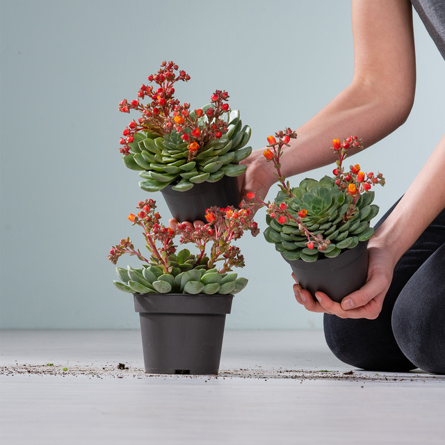 3er Set Echeveria Dondo Sukkulenten von BLUME2000 in Grün und Orange - Bild 1
