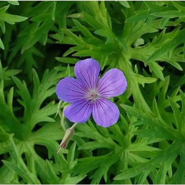 Storchschnabel Geranium cinereum Nimbus für Garten und Steingarten - Bild 1