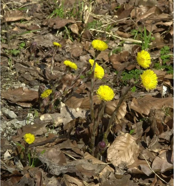 Huflattich Tussilago farfara als mehrjährige Gartenpflanze von Nr-01.de - Bild 1