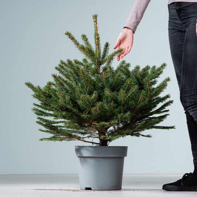 BLUME2000 Picea pungens Stechfichte im Topf für draußen - Bild 1