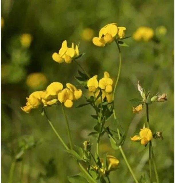 Gewöhnlicher Hornklee Lotus corniculatus gelbe mehrjährige Staude als Bienenweide und Bodendecker - Bild 1