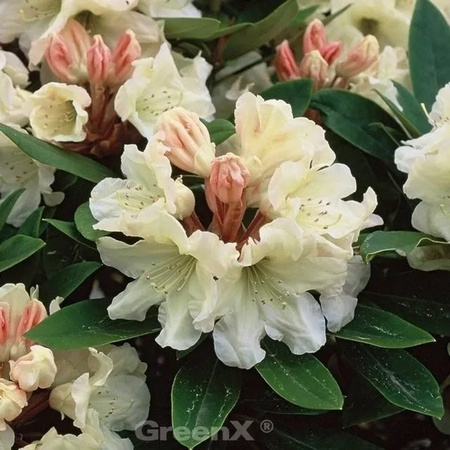 INKARHO Rhododendron Golden Melodie Alpenrose in Gold, Topfgröße 25-30 cm