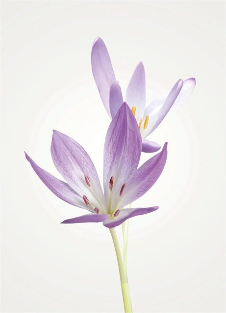 Komar Wandbild Autumn Crocus B/H: 30 x 40 cm - Bild 1