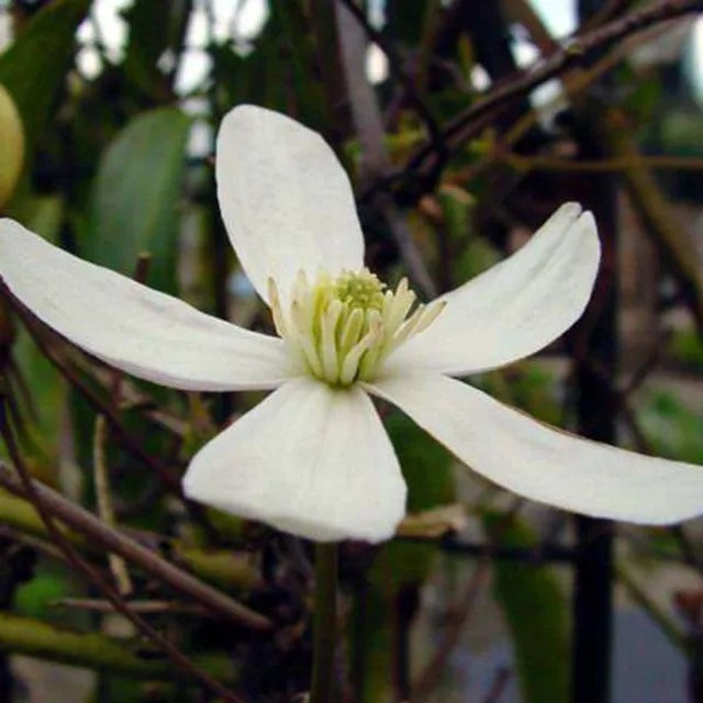 Arborix Immergrüne Waldrebe Clematis armandii mit weißen Blüten im Container, Höhe: 55 cm - Bild 1