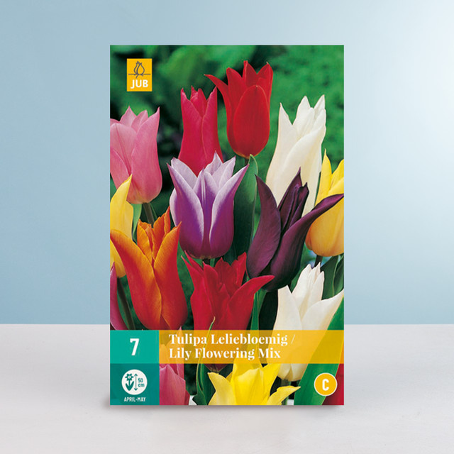 Lilienblütige Tulpen Lily Flowering Mix von BLUME2000 mit 7 Zwiebeln - Bild 1