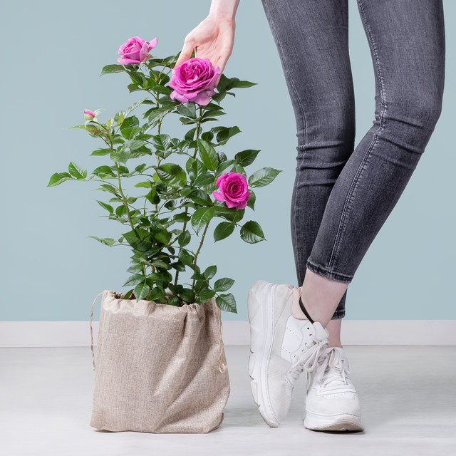 Duftrose Fräulein Maria von BLUME2000 in Rosa mit Jutesack - Bild 1