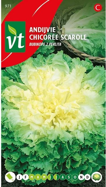 Arborix Endivie Perlita Saatgut, 2 g, knackiges Gemüse für Garten und Zuhause - Bild 1