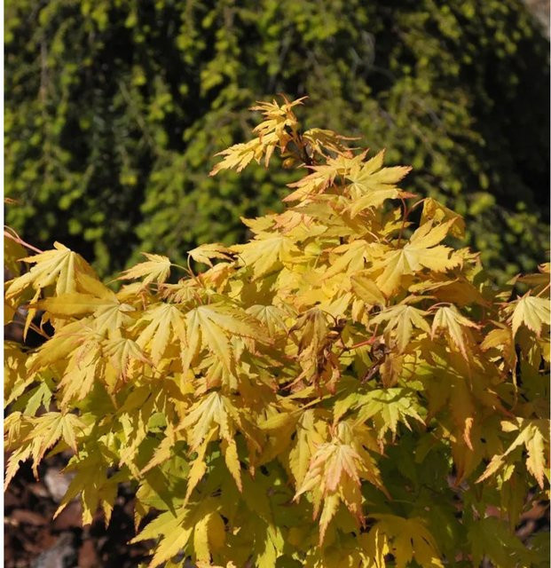 Japanischer Schlitzahorn Anne Irene Acer palmatum, Höhe: 100-125 cm - Bild 1