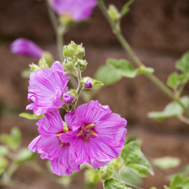 BIO Moschus-Malve Malva moschata von BLUME2000, 3 Stück Stauden für Bienenweide und Staudenbeet - Bild 1