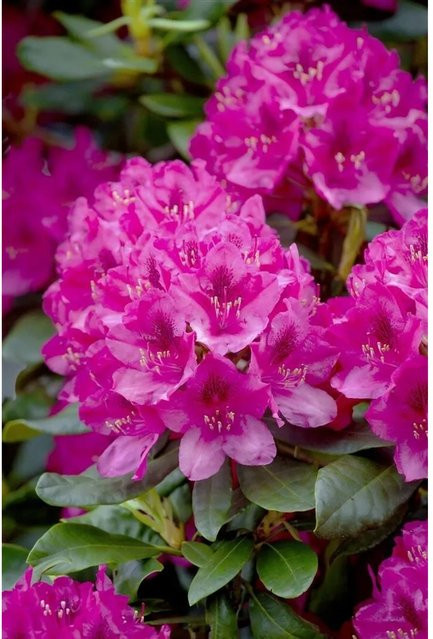 Rhododendron Nova Zembla Rot als Zierstrauch für den Garten, Höhe: 100–120 cm - Bild 1