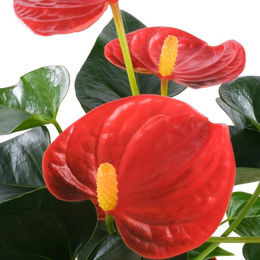 Flamingoblume Solara in Orange und Rot als dekorative Pflanze - Bild 1