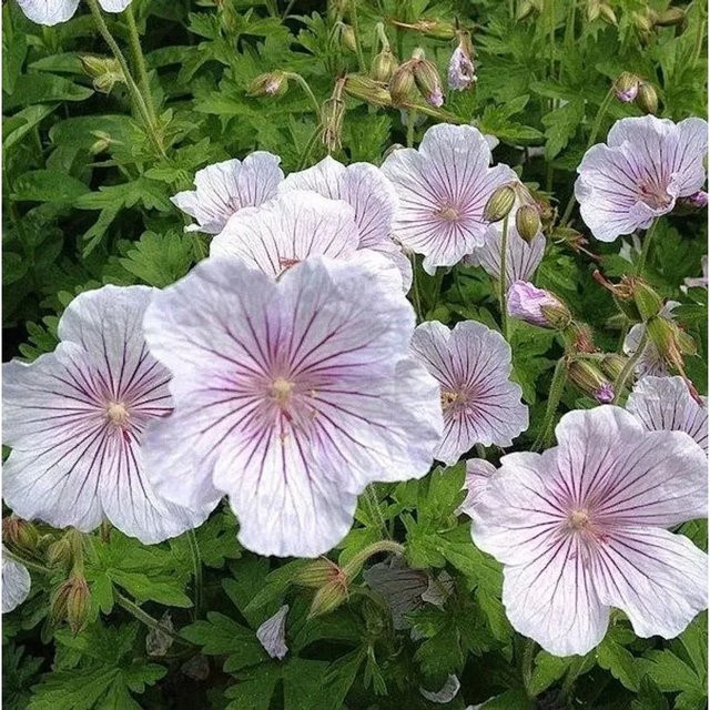 Geranium himalayense Derrick Cook Himalayastorchschnabel als weiß-violetter Bodendecker - Bild 1