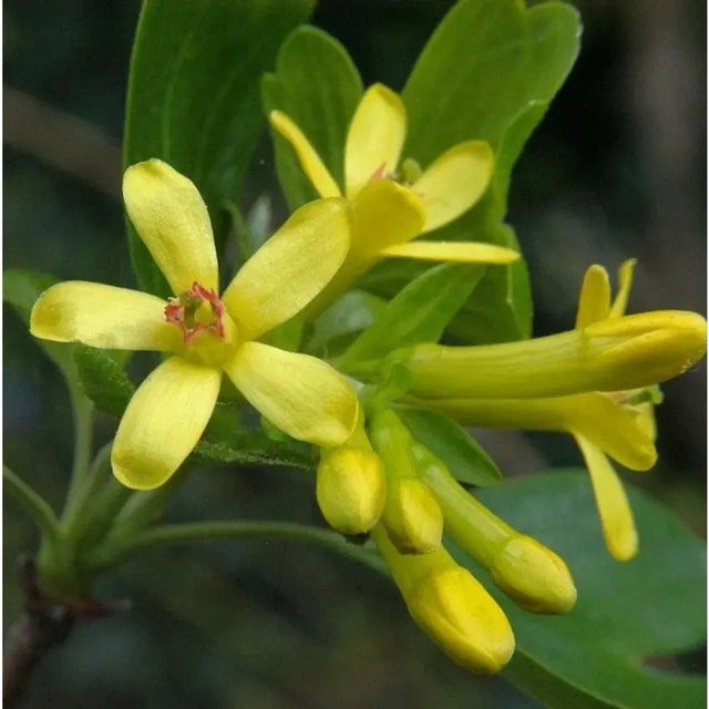 Gold Johannisbeere Ribes aureum Gelber Gartenstrauch 100-125 cm - Bild 1