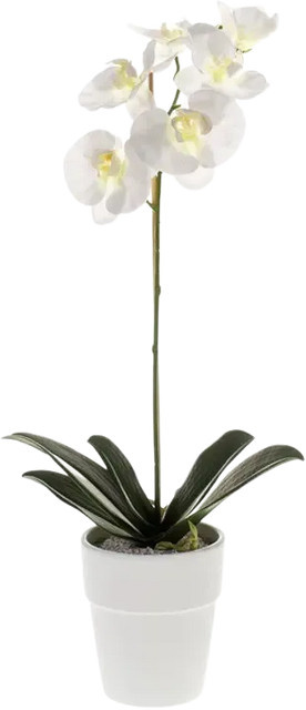 Künstliche Orchidee Linus von Aplanta, Höhe: 55 cm - Bild 1