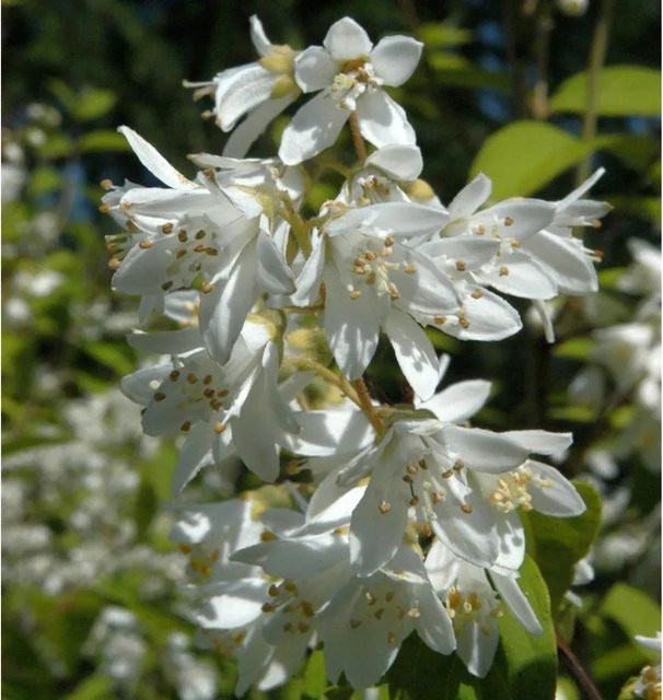 Hoher Sternchenstrauch Deutzia magnifica in Weiß von Nr-01.de - Bild 1