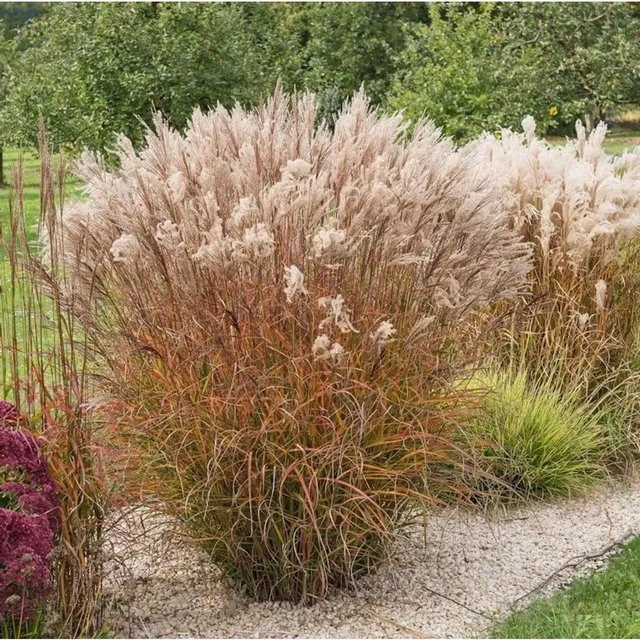 Miscanthus sinensis Chinaschilf Miss Mini im XXXL Topf von Nr-01.de - Bild 1