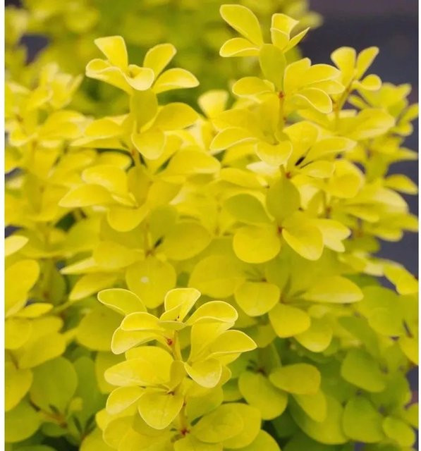 Goldberberitze Maria Berberis thunbergii in Gelb, Rot und Orange, Höhe: 60-80 cm - Bild 1