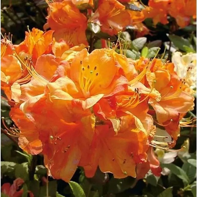 Azalee Glowing Embers Rhododendron luteum Alpenrose Höhe: 40-50 cm - Bild 1