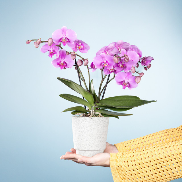 Phalaenopsis Pink Sensation Zimmerpflanze von BLUME2000 - Bild 1