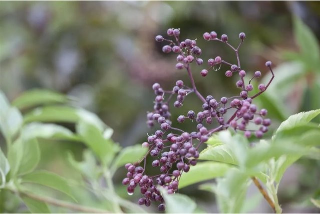 Sambucus Nigra Schwarzer Holunder pflegeleichte Pflanze für Garten und Hecke Höhe: 100–150 cm - Bild 1