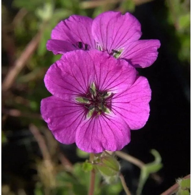 Storchenschnabel Splendens Geranium cinereum als winterharte Staude für Steingärten und als Bodendecker von Nr-01.de - Bild 1