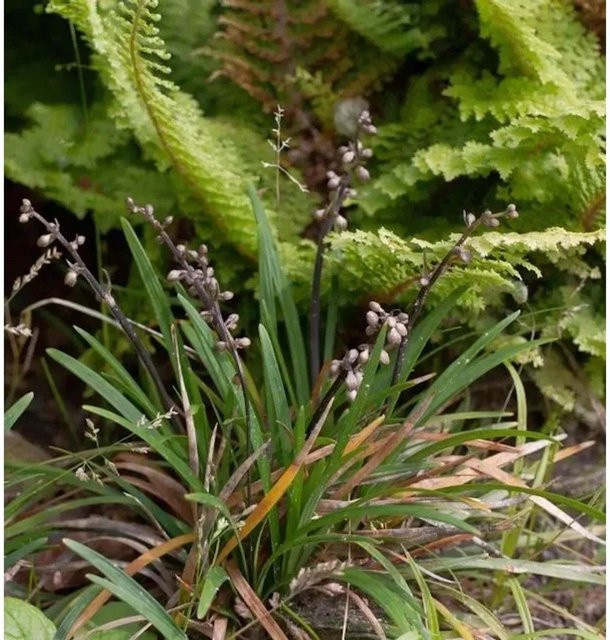 Schlangenbart Minor Ophiopogon japonicus als grüne Bodendecker-Zimmerpflanze oder Freilandpflanze - Bild 1