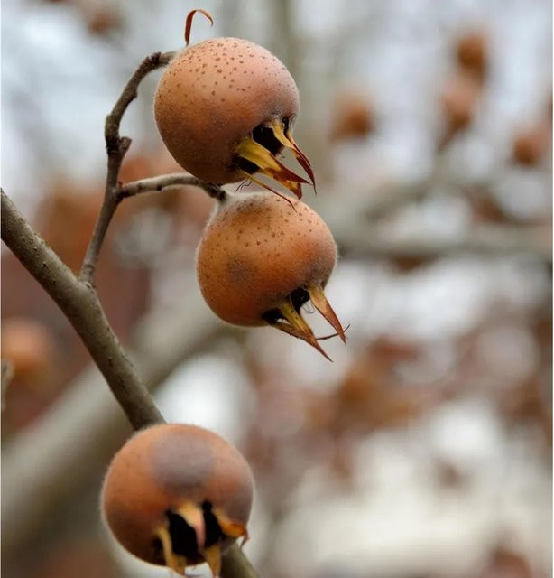 Mispel Mespilus germanica Obstbaum von Nr-01.de, Höhe: 80-100 cm - Bild 1