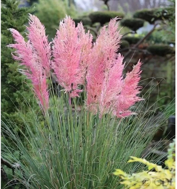 Pampasgras Cortaderia selloana Rosea in Topf von Die Nr-01.de, Farbe: Rosa/Silber - Bild 1