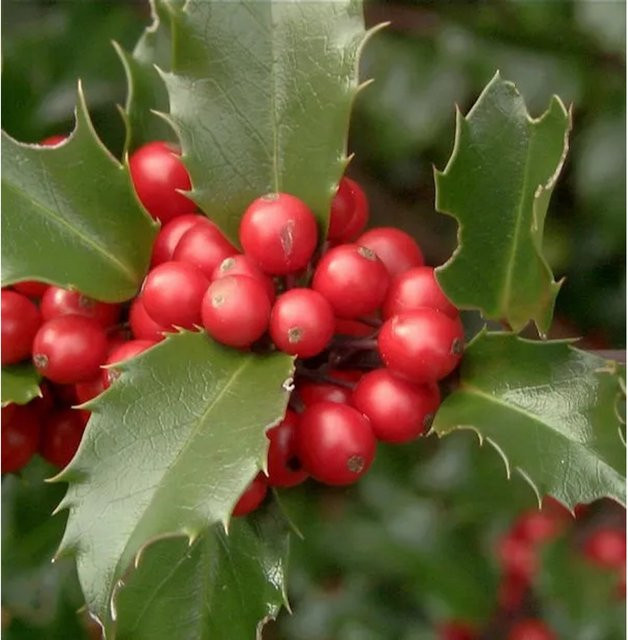 Fruchtende Stechpalme Ilex Blue Princess Ilex meserveae in Blau und Grün, Höhe: 80-100 cm - Bild 1