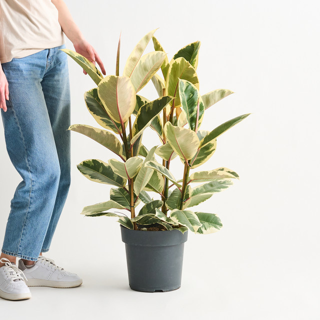 Ficus Tineke BLUME2000 Panaschierte Zimmerpflanze in Weiß und Grün - Bild 1