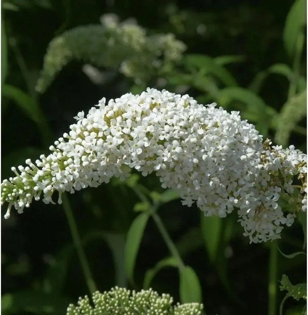 Buddleja Schmetterlingsflieder Summer Bird White in Weiß für deinen Garten - Bild 1