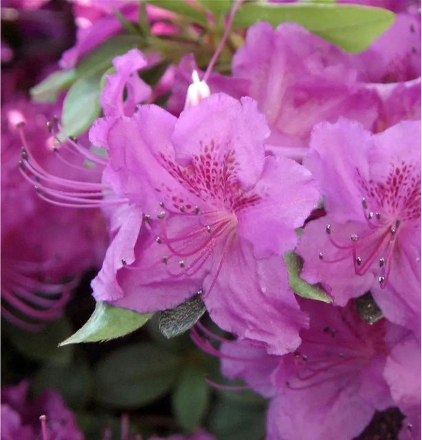 Japanische Azalee Rhododendron obtusum in Pink, Nr-01.de, Höhe: 30-40 cm - Bild 1